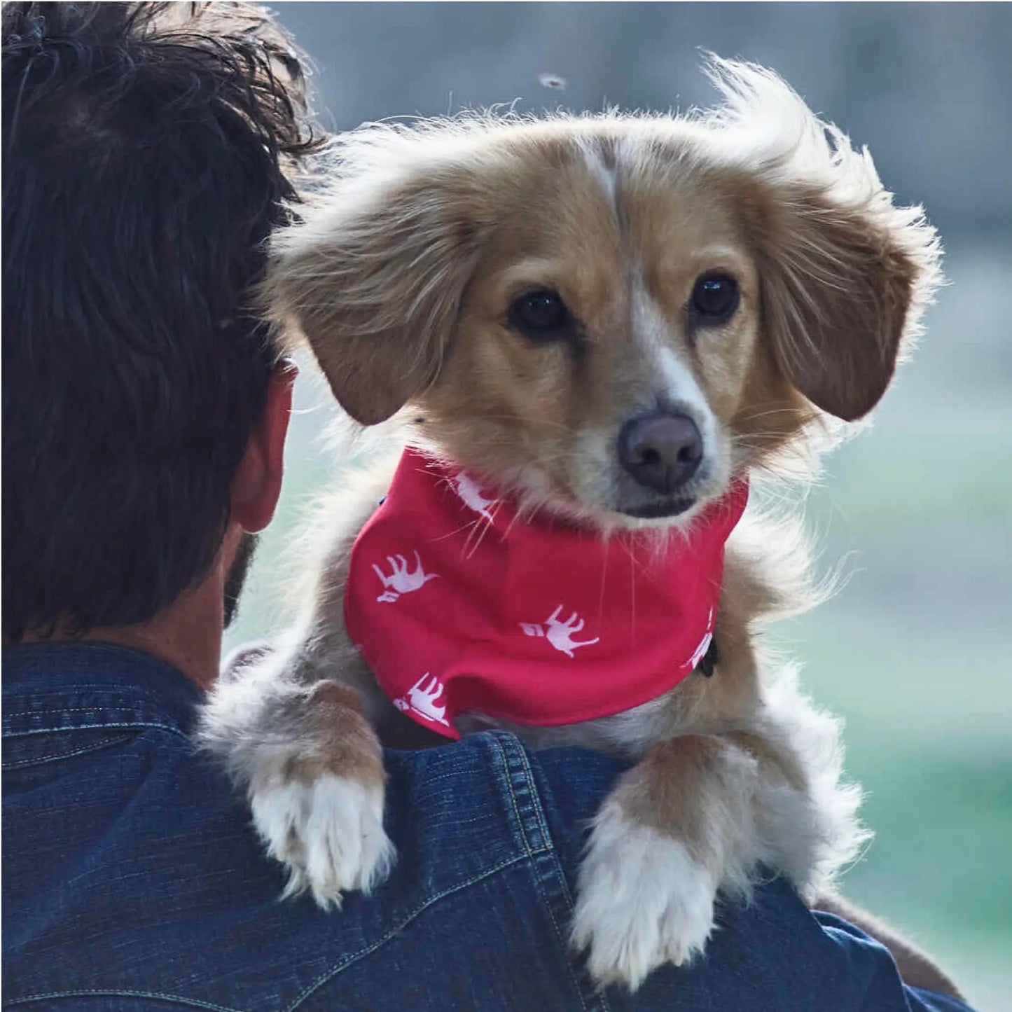 Petlab Co Dog Bandana – Stylish Pet Scarf | Soft, Comfortable & Washable Dog Accessory