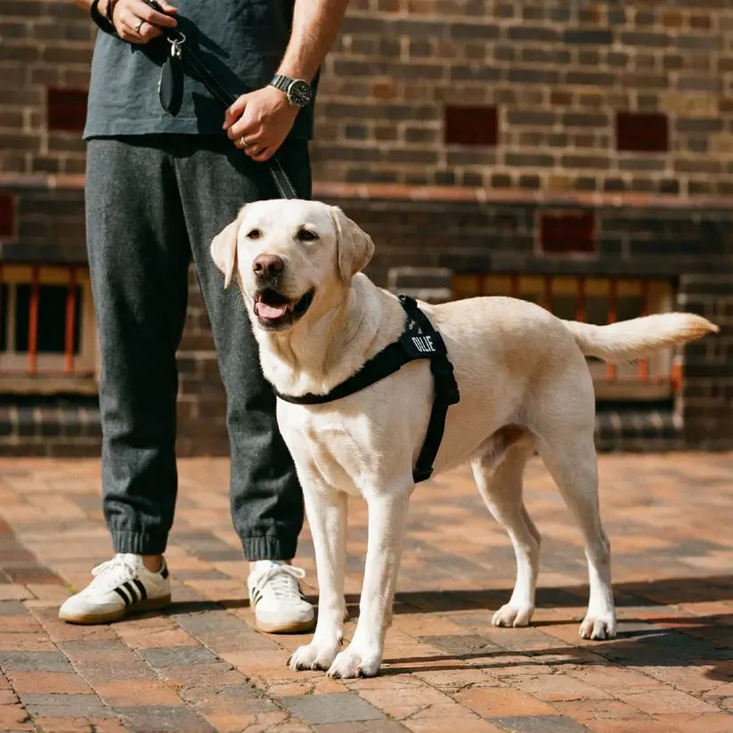 Dog Friendly Co. Harness + No-Pull D-Ring + Bungee Leash