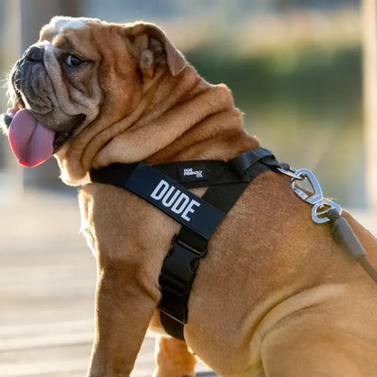 Dog Friendly Co. Harness + No-Pull D-Ring + Bungee Leash